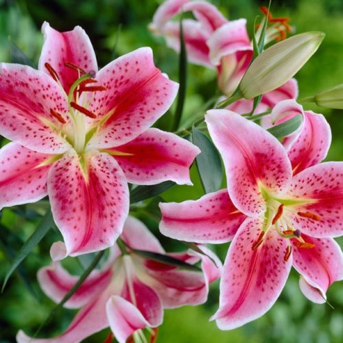 Hoa lily