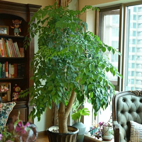 Cây cảnh nội thất