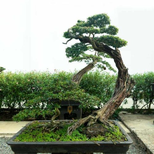 Cây bonsai