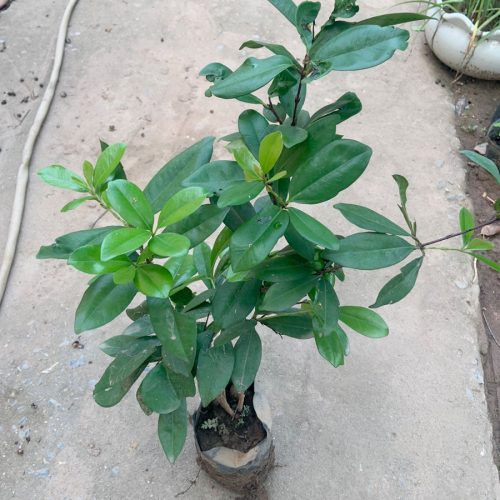 Cây cherry