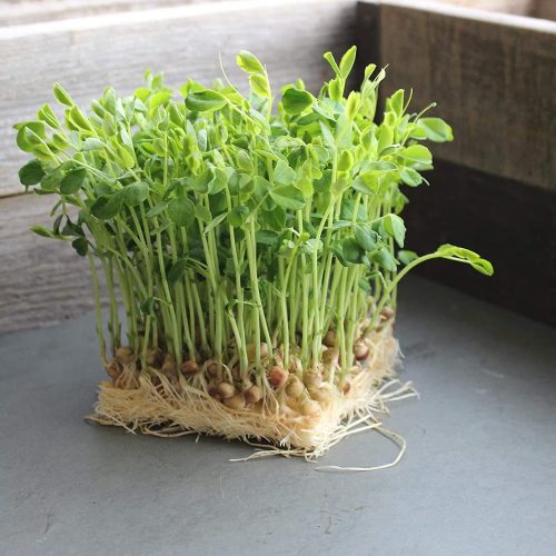 Rau mầm đậu hà lan