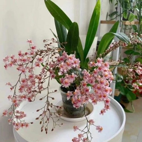 Hoa lan vũ nữ