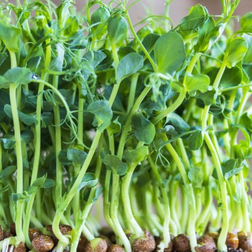 Rau mầm đậu xanh