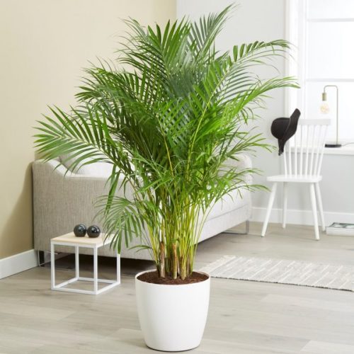 Cây cảnh nội thất