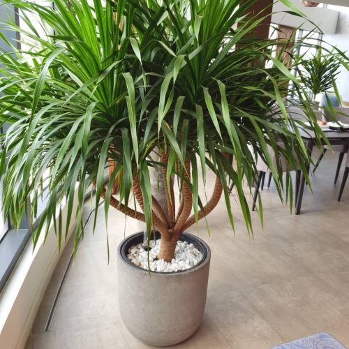 Cây cảnh nội thất