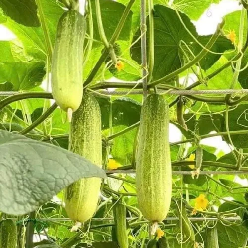 Dưa leo