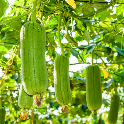 Mướp hương