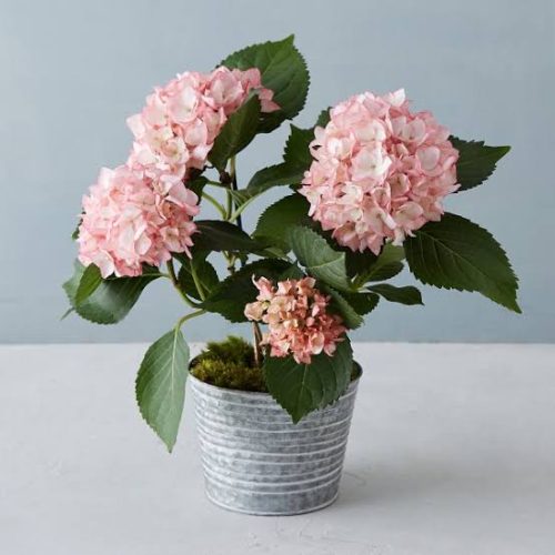 Hoa cẩm tú cầu