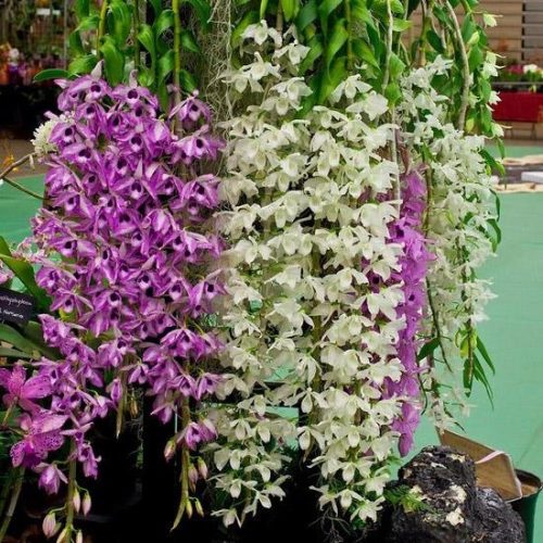 Hoa lan rừng