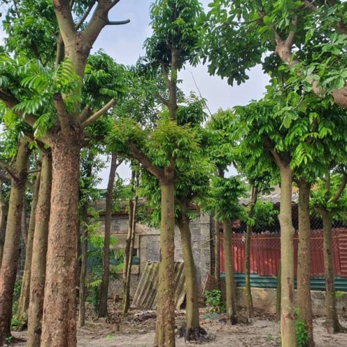 Cây sấu