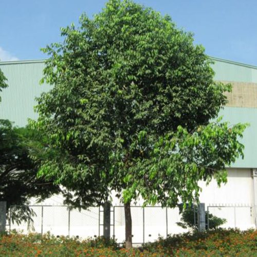 Cây sao đen